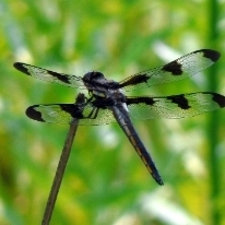 Safe Dragonfly